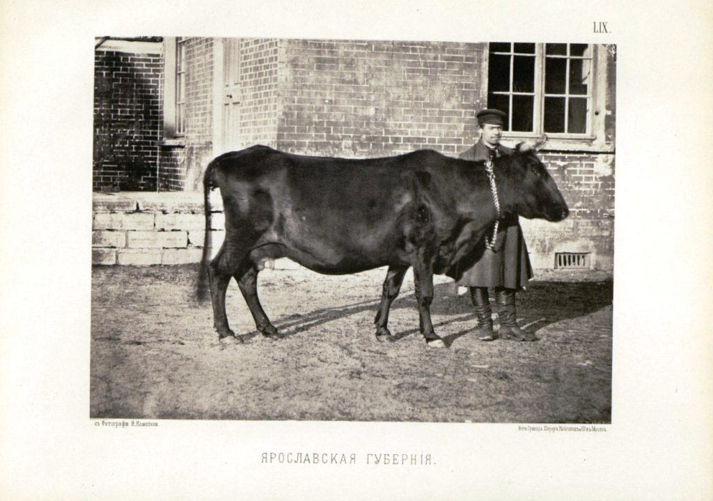 Ярославль выставка Животноводства 1902 г.